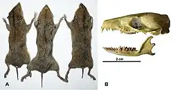 Pelts and skull of brown hedgehogs