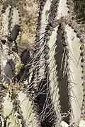 Stem with spines