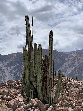 Plant growing in Ayo, Peru