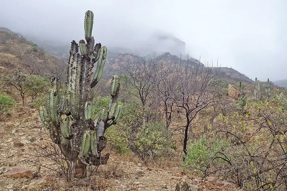 Habitat in Salas, Peru