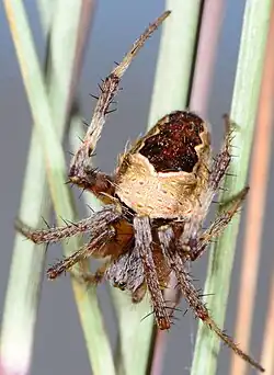 female