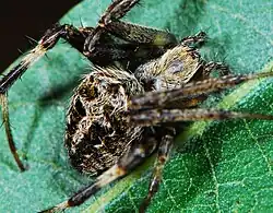 female