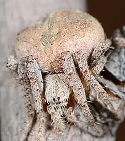 adult female