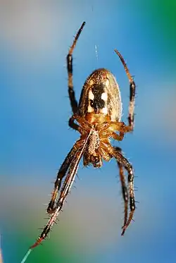 female
