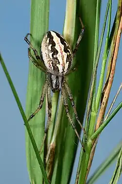 female