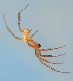 male