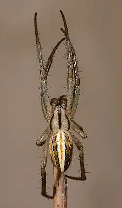 male
