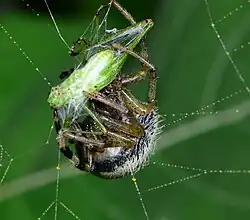 juvenile female