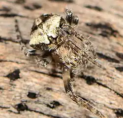 female