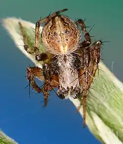 male