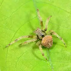 immature