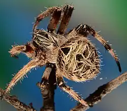 female
