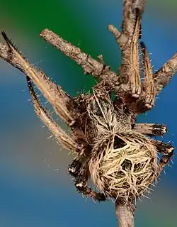 female