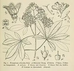 Line drawing of a small branch with flowers, leaves that have five leaflets, and a cutaway sketch of a flower
