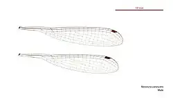 Male wings