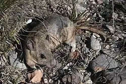 Brown mouse