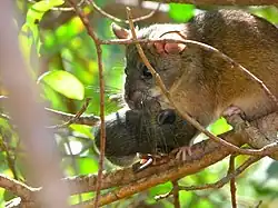 Brown mouse