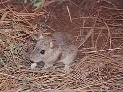 Brown mouse