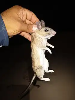 Brown and white mouse