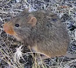 Brown rat
