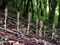 Neottia nidus-avis Habitus