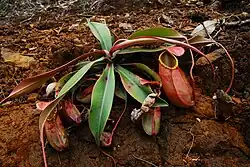 A young plant with lower pitchers growing in an exposed site