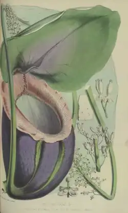 In Life in the Forests of the Far East in 1862
