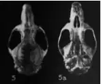 From left to right: skull seen from above with text "4" and skull seen from below with text "4a".
