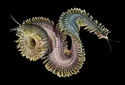 Sandworms eat seaweed and microorganisms and can be over 4 feet (1.2&nbsp;m) long