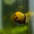 Vittina natalensis moving over aquarium glass