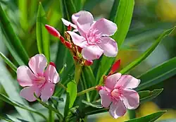 Nerium oleander