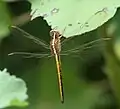 Teneral male