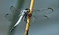 Male