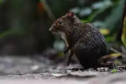 Brown mouse