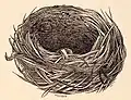 Illustration of a saddleback nest