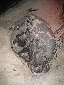 Nesting hawksbill