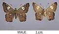 Male
