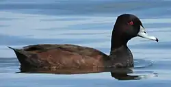 Netta erythrophthalma 241803896