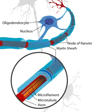 An oligodendrocyte attached to its many myelin sheaths that it wraps around the axons of neurons in the Central Nervous System