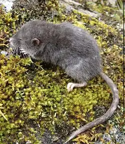Gray rat