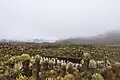 Nevado del Ruiz paramo