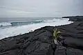 New Beach on Kaimū Bay, formed by volcanic flows in 1990, as seen in 2009.