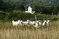 The castle as seen from the meadow in 2007