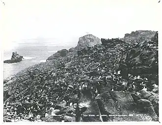 Depot Island, covered with birds
