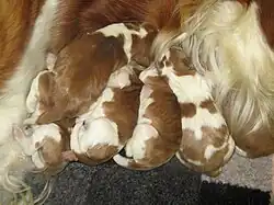 Image 24Newborn Welsh Springer Spaniels (from Puppy)
