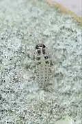 Newly-hatched larva