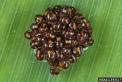 First instar