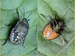 Fourth instar