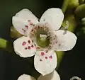 Flower of Ngaio