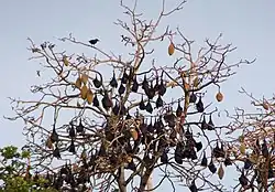 Brown bats